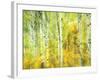 Aspens in Fall, Kebler Pass, Colorado, USA-Darrell Gulin-Framed Photographic Print