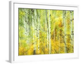 Aspens in Fall, Kebler Pass, Colorado, USA-Darrell Gulin-Framed Photographic Print