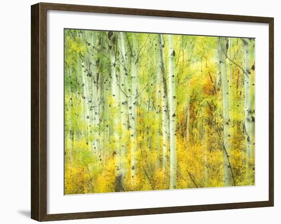 Aspens in Fall, Kebler Pass, Colorado, USA-Darrell Gulin-Framed Photographic Print