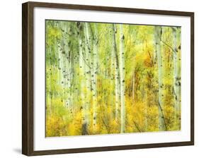 Aspens in Fall, Kebler Pass, Colorado, USA-Darrell Gulin-Framed Photographic Print