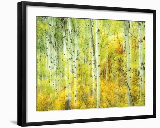 Aspens in Fall, Kebler Pass, Colorado, USA-Darrell Gulin-Framed Photographic Print