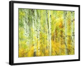 Aspens in Fall, Kebler Pass, Colorado, USA-Darrell Gulin-Framed Photographic Print