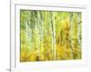 Aspens in Fall, Kebler Pass, Colorado, USA-Darrell Gulin-Framed Photographic Print