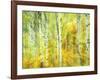 Aspens in Fall, Kebler Pass, Colorado, USA-Darrell Gulin-Framed Photographic Print