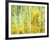 Aspens in Fall, Kebler Pass, Colorado, USA-Darrell Gulin-Framed Photographic Print