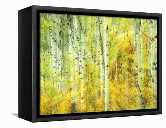 Aspens in Fall, Kebler Pass, Colorado, USA-Darrell Gulin-Framed Stretched Canvas