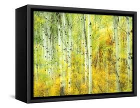 Aspens in Fall, Kebler Pass, Colorado, USA-Darrell Gulin-Framed Stretched Canvas