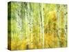 Aspens in Fall, Kebler Pass, Colorado, USA-Darrell Gulin-Stretched Canvas