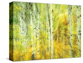 Aspens in Fall, Kebler Pass, Colorado, USA-Darrell Gulin-Stretched Canvas