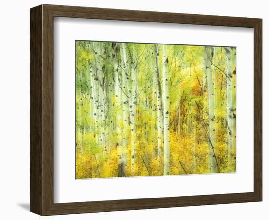 Aspens in Fall, Kebler Pass, Colorado, USA-Darrell Gulin-Framed Photographic Print