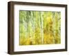 Aspens in Fall, Kebler Pass, Colorado, USA-Darrell Gulin-Framed Photographic Print