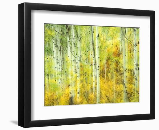 Aspens in Fall, Kebler Pass, Colorado, USA-Darrell Gulin-Framed Photographic Print