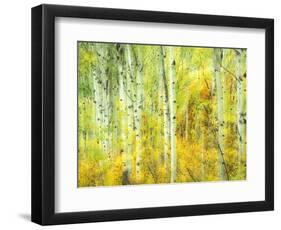 Aspens in Fall, Kebler Pass, Colorado, USA-Darrell Gulin-Framed Photographic Print