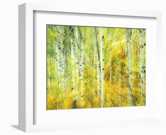 Aspens in Fall, Kebler Pass, Colorado, USA-Darrell Gulin-Framed Photographic Print