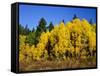 Aspens in Fall, Rocky Mountain National Park, Colorado, USA-Bernard Friel-Framed Stretched Canvas