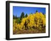 Aspens in Fall, Rocky Mountain National Park, Colorado, USA-Bernard Friel-Framed Photographic Print