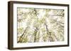 Aspens in Glacier National Park, Montana-Steven Gnam-Framed Photographic Print