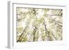 Aspens in Glacier National Park, Montana-Steven Gnam-Framed Photographic Print