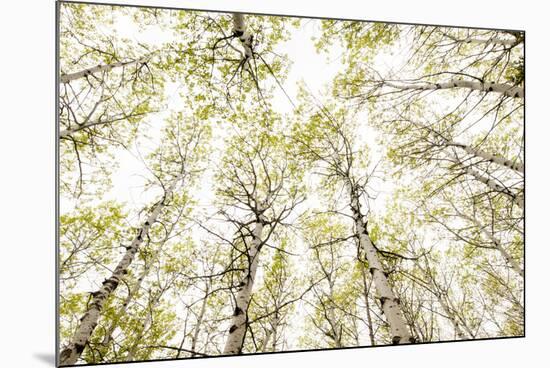 Aspens in Glacier National Park, Montana-Steven Gnam-Mounted Photographic Print