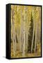 Aspens in Gunnison National Forest Colorado, USA-Charles Gurche-Framed Stretched Canvas