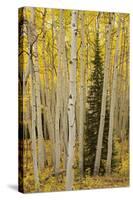 Aspens in Gunnison National Forest Colorado, USA-Charles Gurche-Stretched Canvas