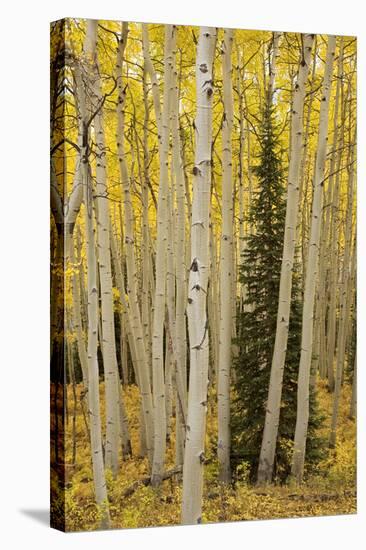 Aspens in Gunnison National Forest Colorado, USA-Charles Gurche-Stretched Canvas