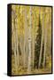 Aspens in Gunnison National Forest Colorado, USA-Charles Gurche-Framed Stretched Canvas