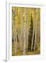 Aspens in Gunnison National Forest Colorado, USA-Charles Gurche-Framed Premium Photographic Print