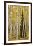 Aspens in Gunnison National Forest Colorado, USA-Charles Gurche-Framed Premium Photographic Print