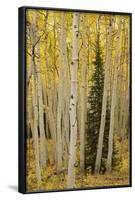 Aspens in Gunnison National Forest Colorado, USA-Charles Gurche-Framed Photographic Print