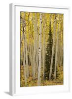 Aspens in Gunnison National Forest Colorado, USA-Charles Gurche-Framed Photographic Print