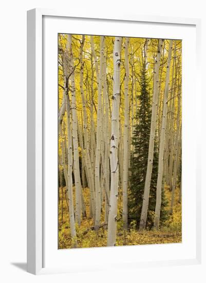 Aspens in Gunnison National Forest Colorado, USA-Charles Gurche-Framed Photographic Print