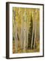 Aspens in Gunnison National Forest Colorado, USA-Charles Gurche-Framed Photographic Print