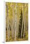 Aspens in Gunnison National Forest Colorado, USA-Charles Gurche-Framed Photographic Print