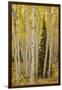 Aspens in Gunnison National Forest Colorado, USA-Charles Gurche-Framed Photographic Print