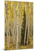 Aspens in Gunnison National Forest Colorado, USA-Charles Gurche-Mounted Premium Photographic Print