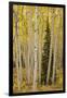 Aspens in Gunnison National Forest Colorado, USA-Charles Gurche-Framed Premium Photographic Print