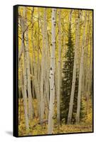 Aspens in Gunnison National Forest Colorado, USA-Charles Gurche-Framed Stretched Canvas