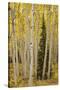 Aspens in Gunnison National Forest Colorado, USA-Charles Gurche-Stretched Canvas