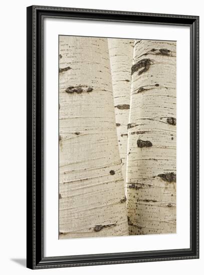 Aspens in Gunnison National Forest Colorado, USA-Charles Gurche-Framed Photographic Print