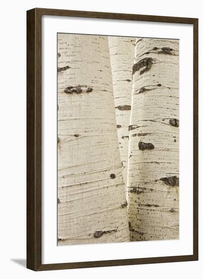 Aspens in Gunnison National Forest Colorado, USA-Charles Gurche-Framed Photographic Print