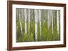 Aspens in Gunnison National Forest Colorado, USA-Charles Gurche-Framed Photographic Print
