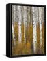 Aspens in Gunnison National Forest Colorado, USA-Charles Gurche-Framed Stretched Canvas