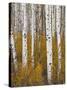 Aspens in Gunnison National Forest Colorado, USA-Charles Gurche-Stretched Canvas