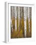 Aspens in Gunnison National Forest Colorado, USA-Charles Gurche-Framed Photographic Print