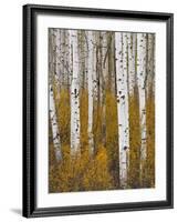 Aspens in Gunnison National Forest Colorado, USA-Charles Gurche-Framed Photographic Print