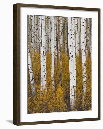 Aspens in Gunnison National Forest Colorado, USA-Charles Gurche-Framed Photographic Print