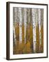 Aspens in Gunnison National Forest Colorado, USA-Charles Gurche-Framed Photographic Print