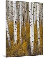 Aspens in Gunnison National Forest Colorado, USA-Charles Gurche-Mounted Photographic Print