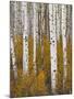 Aspens in Gunnison National Forest Colorado, USA-Charles Gurche-Mounted Photographic Print